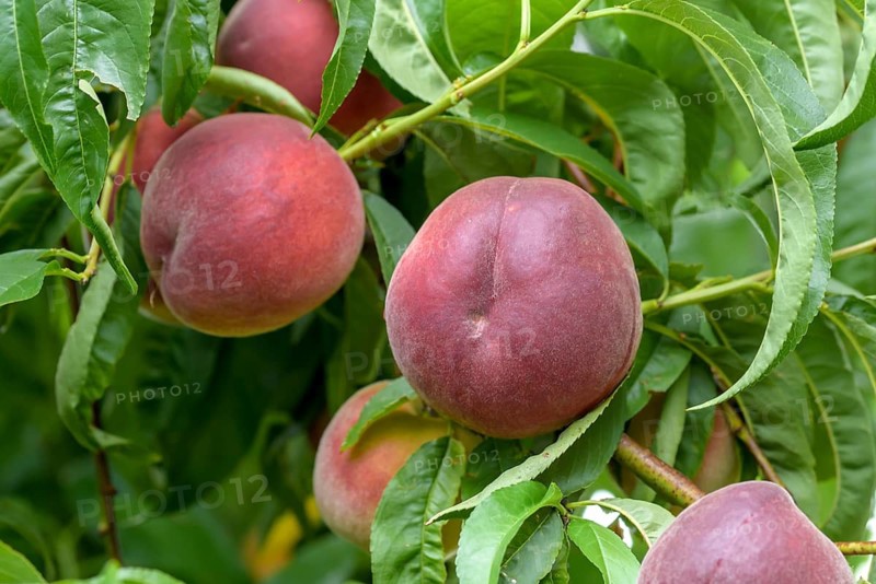 Peach (Prunus persica 'Royal Glory'),  Austria