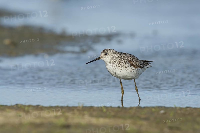 Marsh Sandpiper (Tringa stagnatilis) foraging