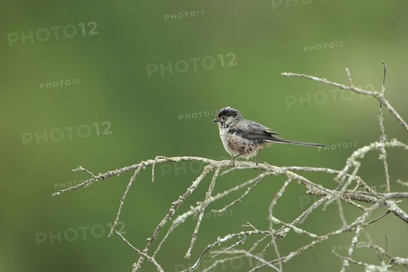 Wet long-tailed tit (Aegithalos caudatus) on branches, after bathing with wet plumage, Malpartida de Plasencia, Monfragüe, Extremadura, Spain