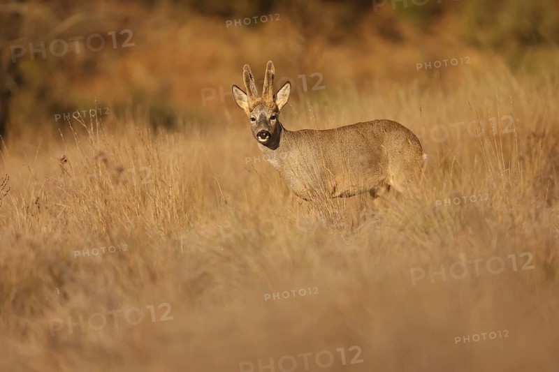 A roe deer stands gracefully in a sunlit field, blending with the golden grass. The scene captures the serenity of wildlife in its natural habitat