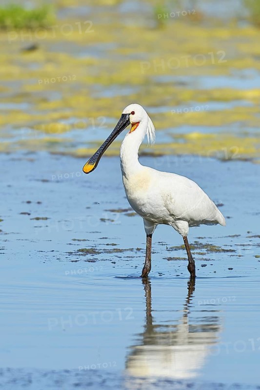 Spoonbill (Platalea leucorodia), adult bird striding through shallow water, adult bird in splendour, wildlife, Ziggsee, Burgenland, Austria
