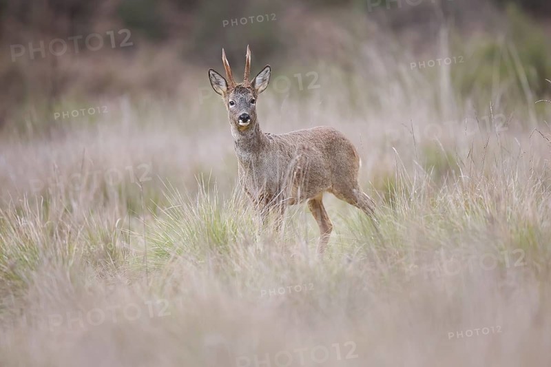 A graceful roe deer stands amidst a serene meadow, its alert eyes scanning the landscape. The natural setting captures the essence of wildlife and tranquility