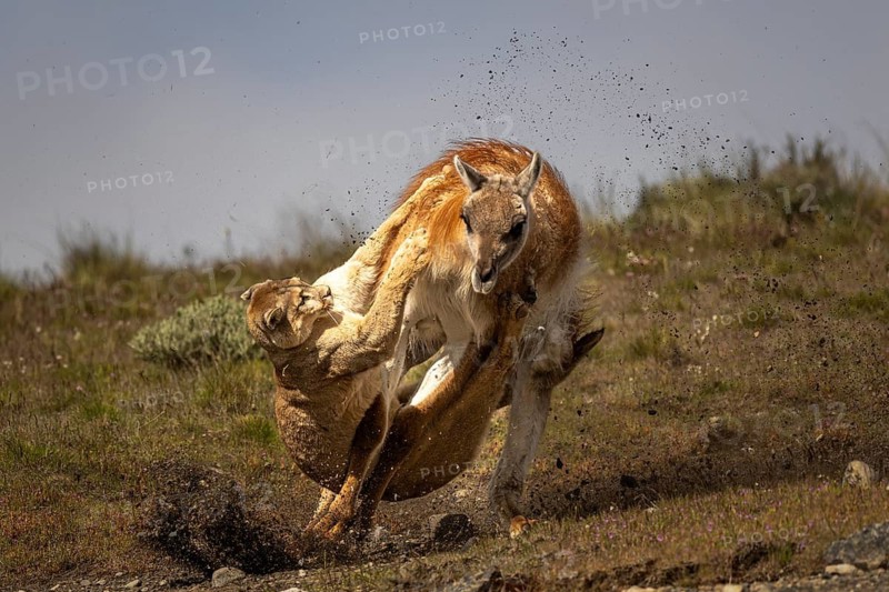 Cougar (Cougar concolor) attacking guanaco (Llama guanicoe) in stirred up soil, steppe, Torres del Paine National Park, Patagonia, Chile