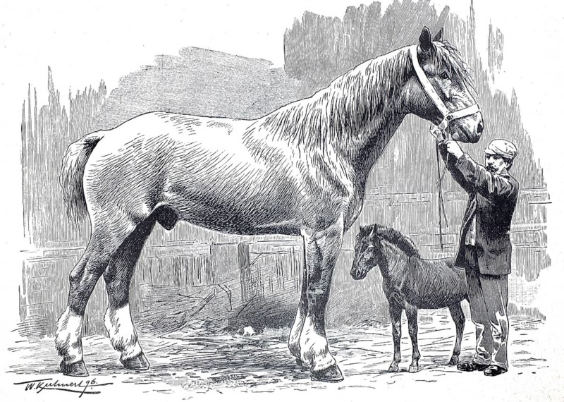 A giant horse and a dwarf horse with its owner, around 1890, England, illustration, reproduction from a model from the 19th century. Authentic, file restored for optimal use, exact date of submission unknown, Historical, a man keeps a large horse next to a foal. The scene shows the impressive size of the horse in a rural setting