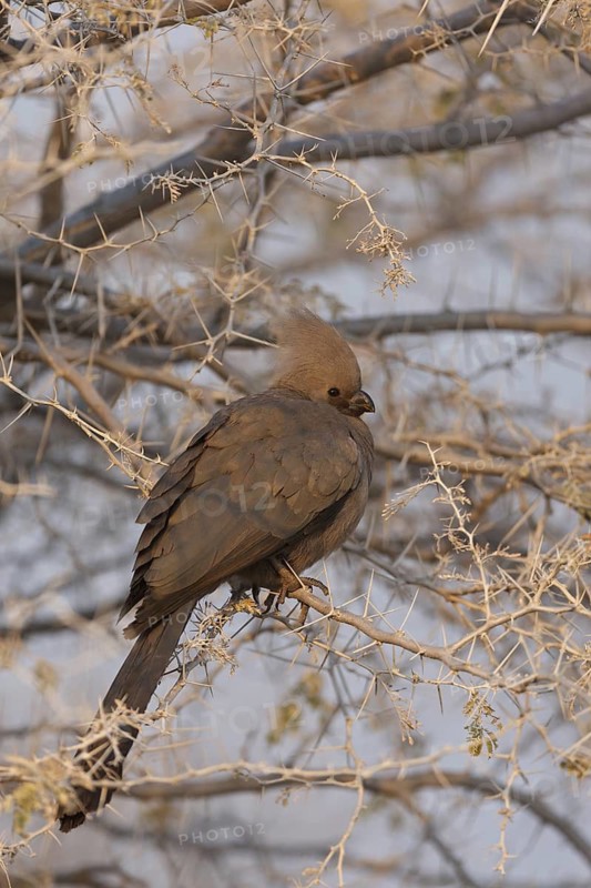 Grey Go-away-bird (Corythaixoides concolor), Oshikoto, Namibia