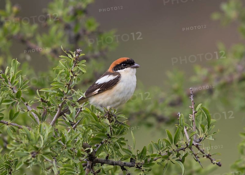 Woodchat Shrike (Lanius senator) male, Greece