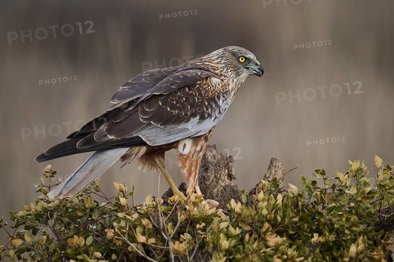 A focused red kite perched on a weathered stump amid leafy shrubs, its sharp eyes scanning the surroundings for prey, set against a soft, blurred background