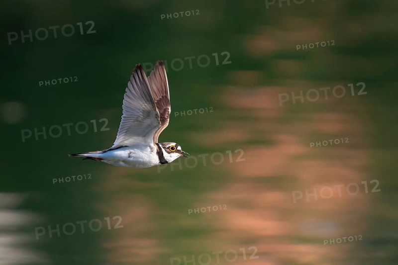 Little Ringed Plover (Charadrius dubius) flying, Saxony, Germany