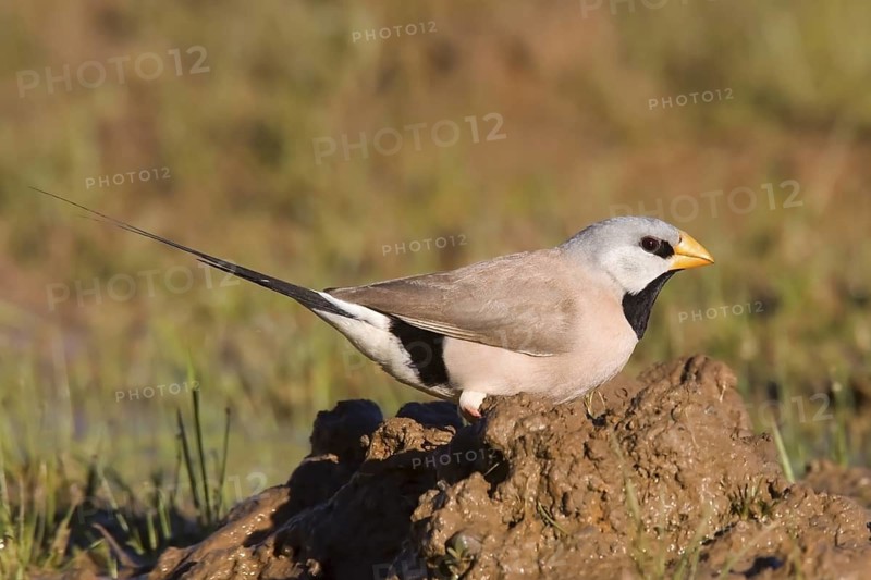 Long-tailed Finch (Poephila acuticauda), Kimberley, Western Australia, Australia