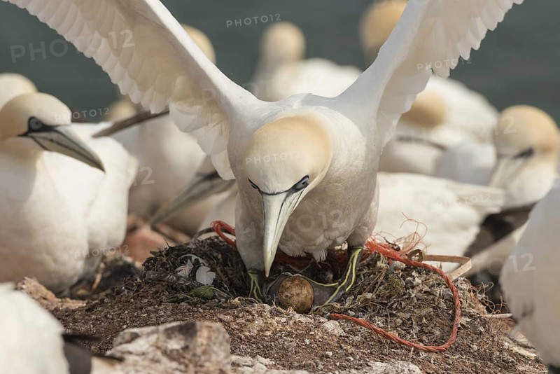 Northern Gannet (Morus bassanus) colony, Schleswig-Holstein, Germany