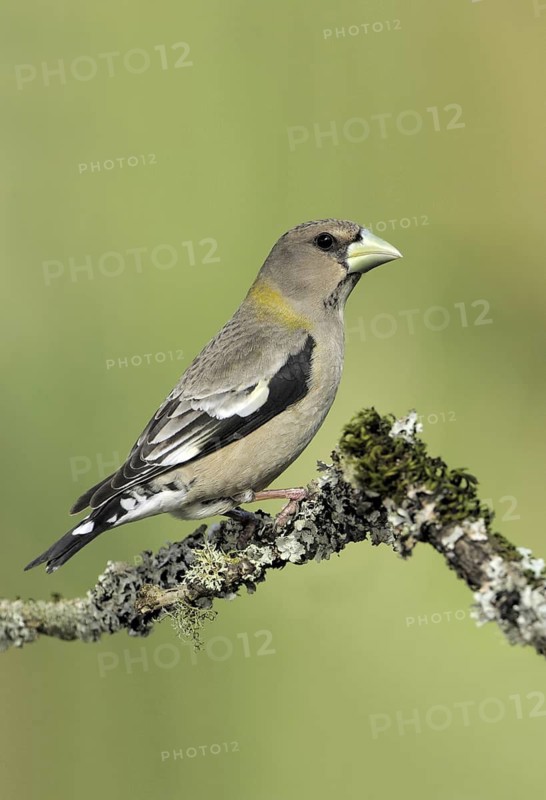 Evening Grosbeak (Hesperiphona vespertina) female, Canada