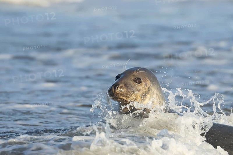 Grey seal (Halichoerus grypus) adult animal in the breaking waves of the sea, England, United Kingdom