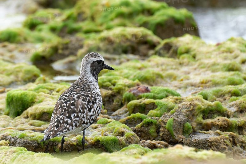 Grey Plover (Pluvialis squatarola), Asturias, Spain