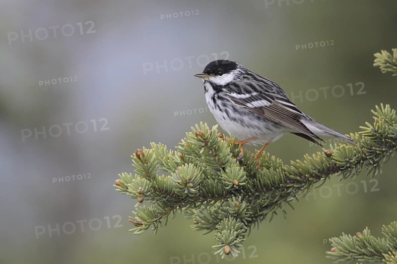 Blackpoll Warbler (Setophaga striata), Alaska, USA