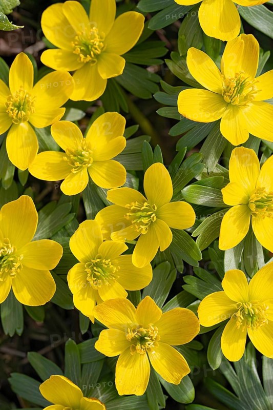 Winter aconite (Eranthis hyemalis), Schwaz, Tyrol, Austria