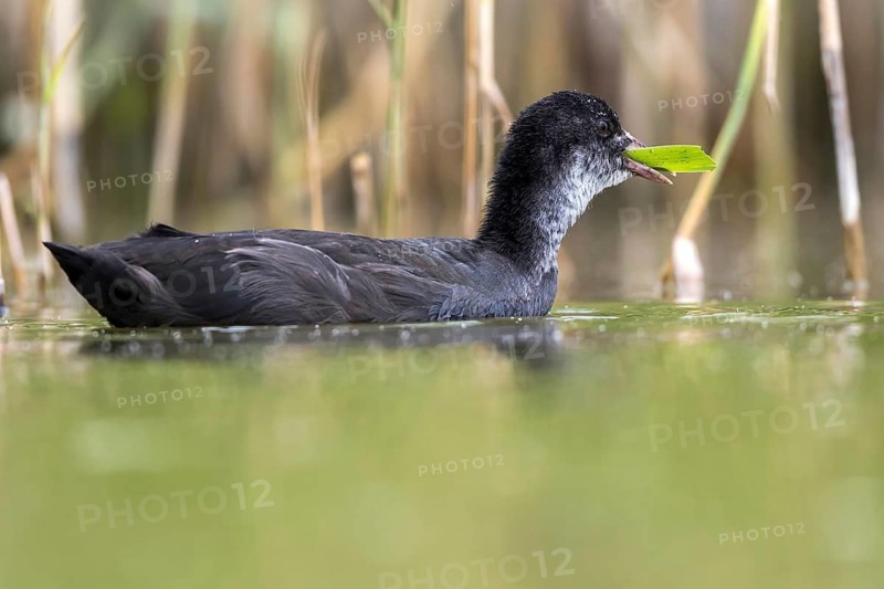 Eurasian Coot (Fulica atra) juvenile eating reeds, Mecklenburg-Western Pomerania, Germany