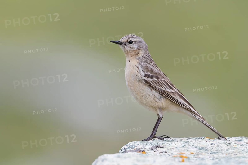 Water Pipit - Bergpieper - Anthus spinoletta ssp. blakistoni, Kazakhstan, adult