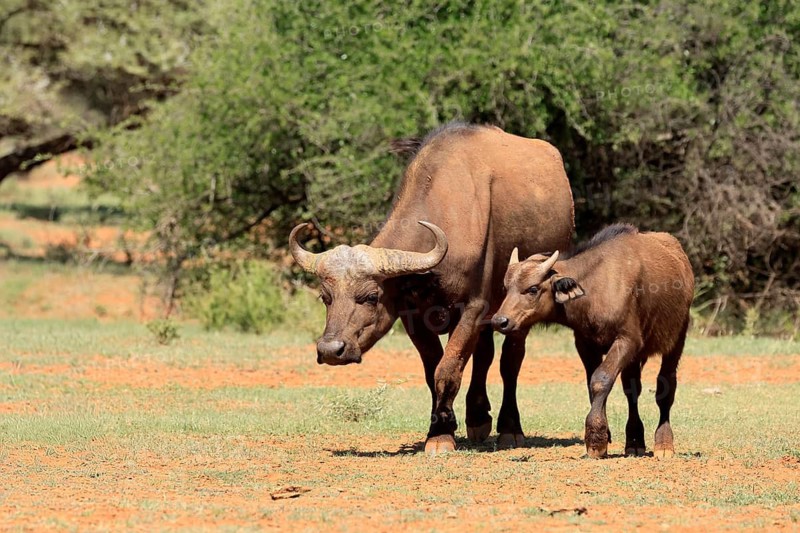 Cape buffalo (Syncerus caffer), adult, female, mother, young animal, foraging, Mokala National Park, Northern Cape, South Africa