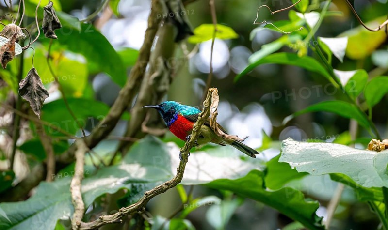 Olive-bellied Sunbird (Cinnyris chloropygius), male sitting on a branch, Mgahinga Gorilla National Park, Western Region, Uganda