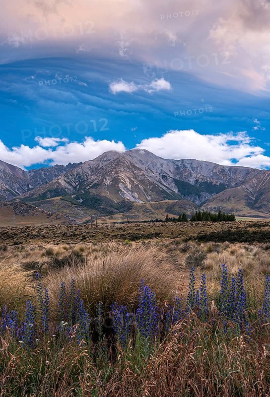 Dramatic cloudscape, mountain landscape and tussock grass, blue flowering viper's bugloss (Echium vulgare) in the foreground, sunset. Castle Hill and Torlesse Range area, Torlesse Tussocklands Park (Korowai), Canterbury South Island, New Zealand
