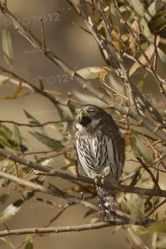Northern Pygmy Owl (Glaucidium californicum) yawning, California, USA