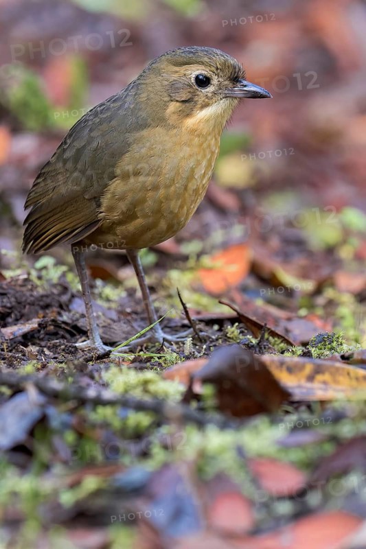 Tawny Antpitta (Grallaria quitensis) feeding on the forest floor in Colombia, South America