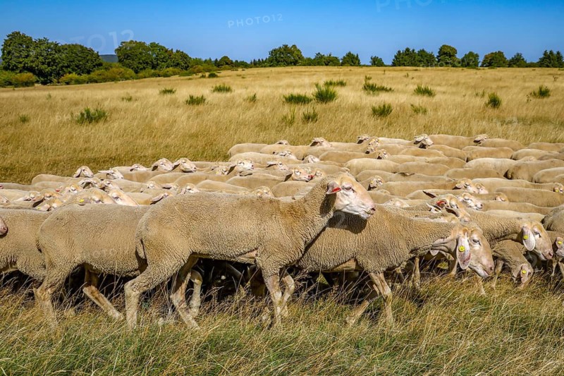 Schleiden, North Rhine-Westphalia, Germany — Eifel National Park. Herds of sheep on the Dreiborn Plateau, a large area of forest and open land in the Rureifel and part of the Eifel National Park