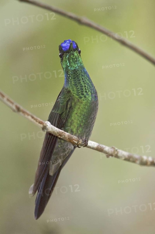 Violet-fronted Brilliant (Heliodoxa leadbeateri), Ecuador