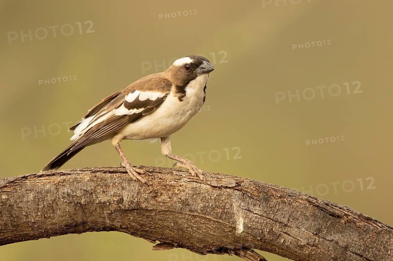 White-browed Sparrow-Weaver (Plocepasser mahali), Samburu, Kenya