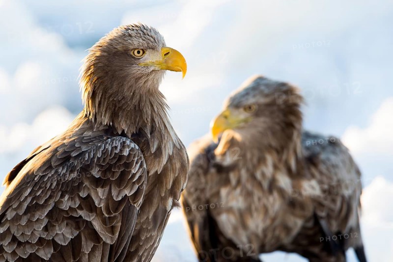 White-tailed Eagle (Haliaeetus albicilla) on snow, Hokkaido, Japan