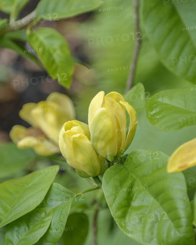 Magnolia (Magnolia acuminata 'Moegi Dori'), Hillier Arboretum, Romsey, England, Great Britain