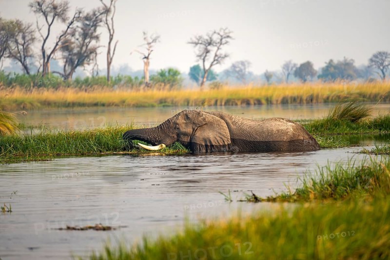 African elephant (Loxodonta africana) swimming in the swamp, grazing, Xakanaxa Lagoon, Okavango Delta, Moremi Game Reserve, Botswana