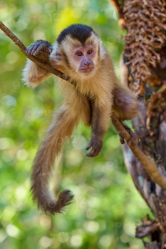 A watchful looking capuchin monkey hangs on a branch in the lush greenery, Capuchin monkey (Sapajus apella), Pantanal, Mato Grosso, Brazil