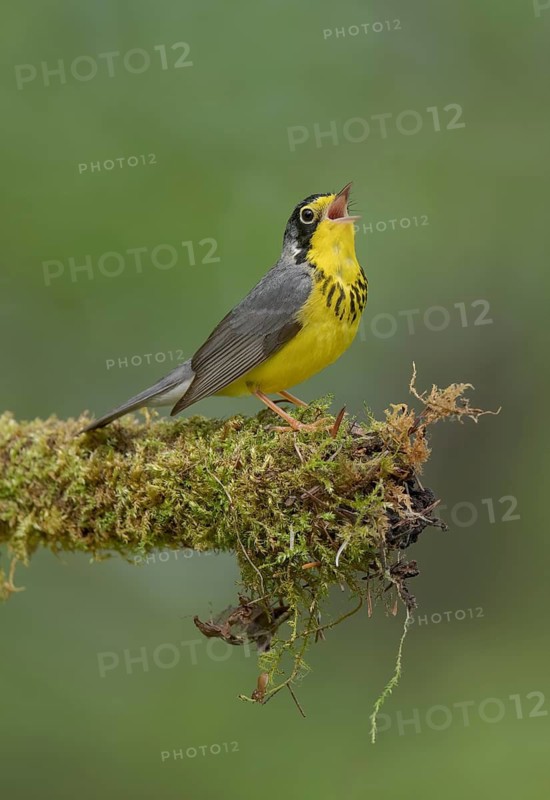 Canada Warbler (Cardellina canadensis) male singing from a mossy branch, Minnesota, USA