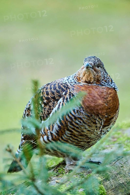 Western capercaillie (Tetrao urogallus) female (hen) standing on the ground at the edge of a foest, Bavaria, Germany
