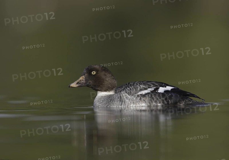 Common Goldeneye (Bucephala clangula) female, California, USA
