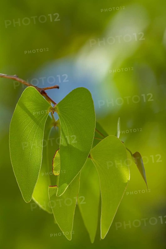 Mopane (Colophospermum mopane), Namibia