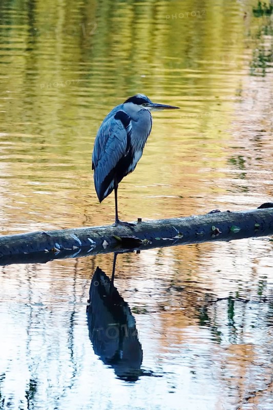 Grey heron at a lake, November, Germany