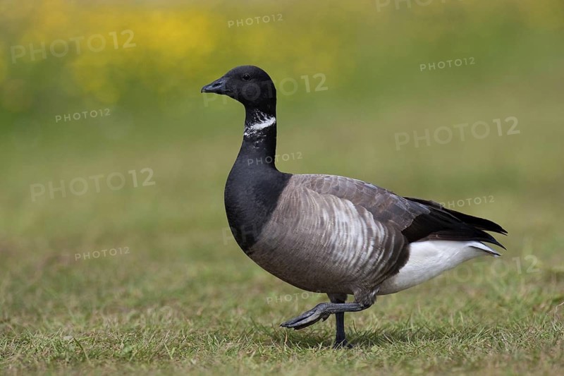 Brant Goose (Branta bernicla), Texel, Netherlands