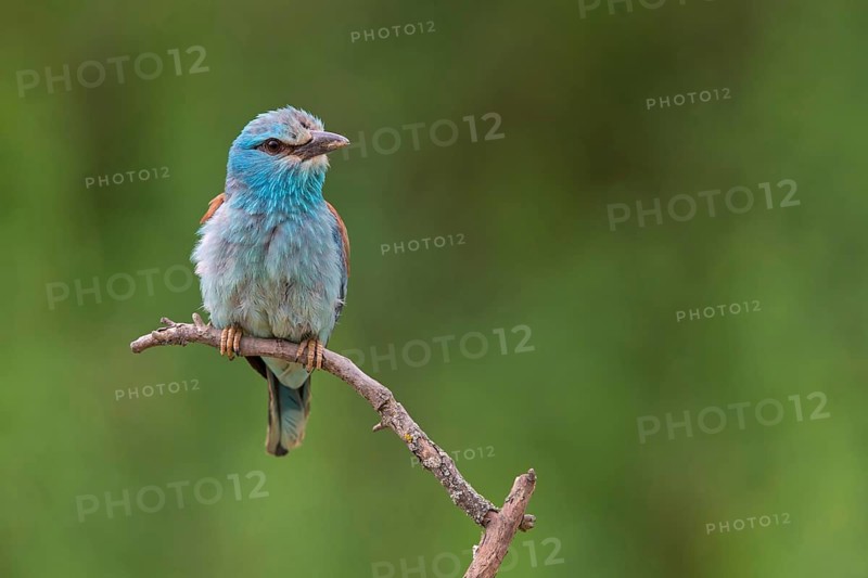 Roller, Almond Crow, (Coracias garrulus), animals, birds, raptors, raptor family, perch, biotope, habitat, Muselievo, Muselievo, Pleven, Bulgaria