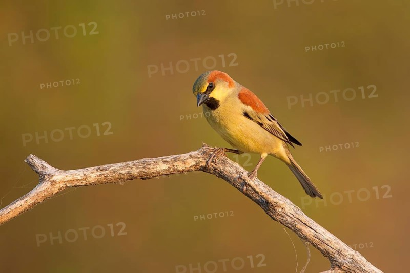 Plain-backed Sparrow (Passer flaveolus) male perched on a branch, Phetchaburi, Thailand