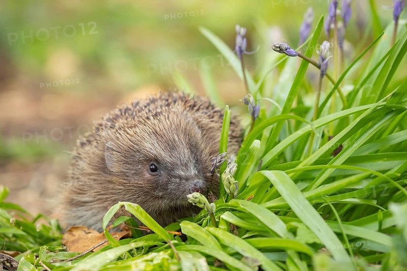 European hedgehog (Erinaceus europaeus) adult animal in a garden with Bluebell flowers in spring, England, United Kingdom