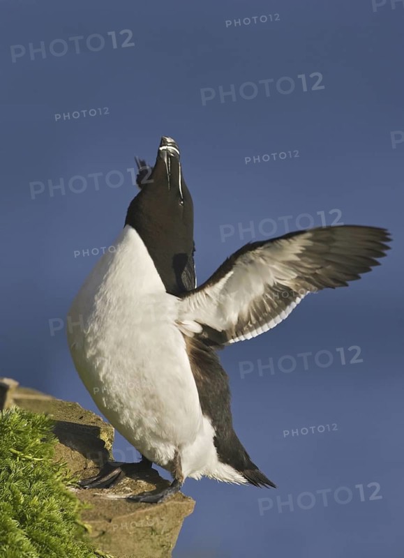 Razorbill (Alca torda), Iceland
