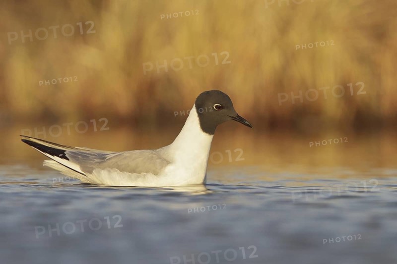 Bonaparte's Gull (Chroicocephalus philadelphia), Manitoba, Canada