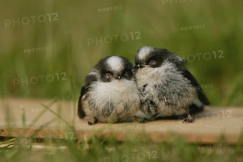 Long-tailed Tit (Aegithalos caudatus) juvenile, Lower Saxony, Germany
