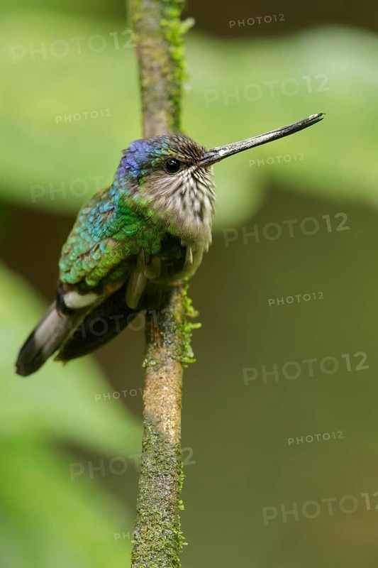 Tooth-billed Hummingbird (Androdon aequatorialis) perched on a branch in the Andes mountains of Colombia