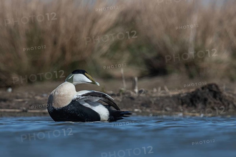 Common Eider (Somateria mollissima) male, Schleswig-Holstein, Germany