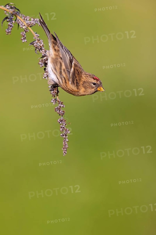Alpine siskin (Acanthis flammea), Heligoland, Schleswig-Holstein, Federal Republic of Germany