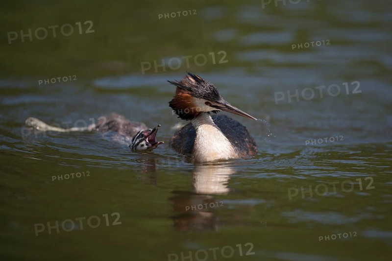 Great crested grebe (Podiceps cristatus) adult bird with a juvenile young humbug chick calling for food on a lake in summer, England, United Kingdom