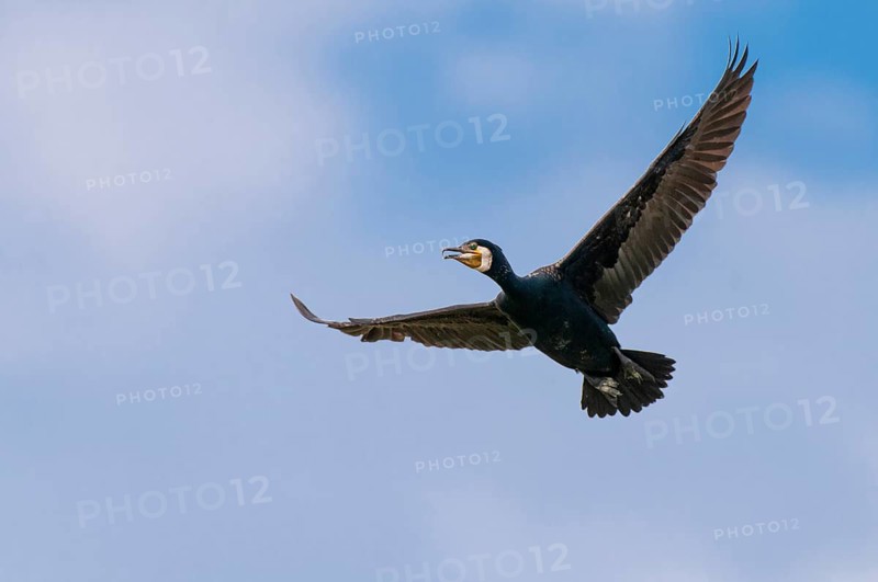 Cormorant (Phalacrocorax carbo) in flight, Stralsund, Mecklenburg-Western Pomerania, Germany